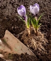 Gardening Tips To Use Cow Manure