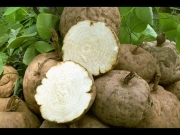 Healthy Root Vegetables You Must Try Healthy Root Vegetables You Must Try