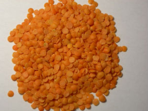 Dal