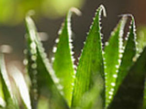 How To Grow Aloe Vera Plant