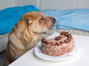 Don't Give Your Chocolate To Your Dog