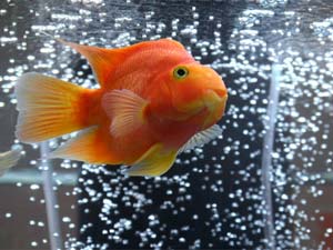 Does Your Aquarium Need Filter