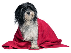 Tips To Control Hair Shedding Of Dog