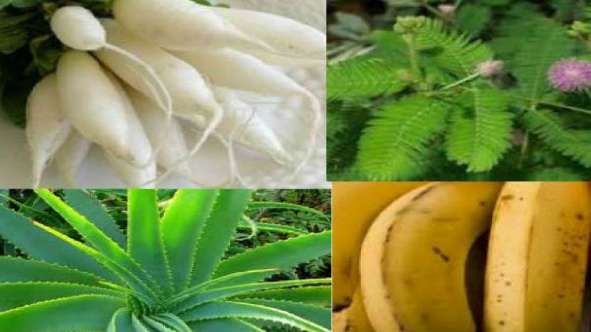 ಮೂಲವ್ಯಾಧಿ ನಿವಾರಣೆಗೆ 20 ರೀತಿಯ ಮನೆಮದ್ದು 20 Home Remedies For Piles