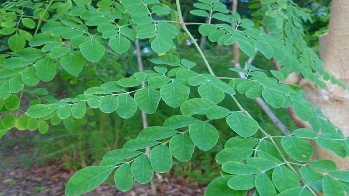 ನುಗ್ಗೆಕಾಯಿ ಎಲೆಗಳ ಸೌಂದರ್ಯವರ್ಧಕ ಗುಣಗಳು Beauty Benefits Of Drumstick