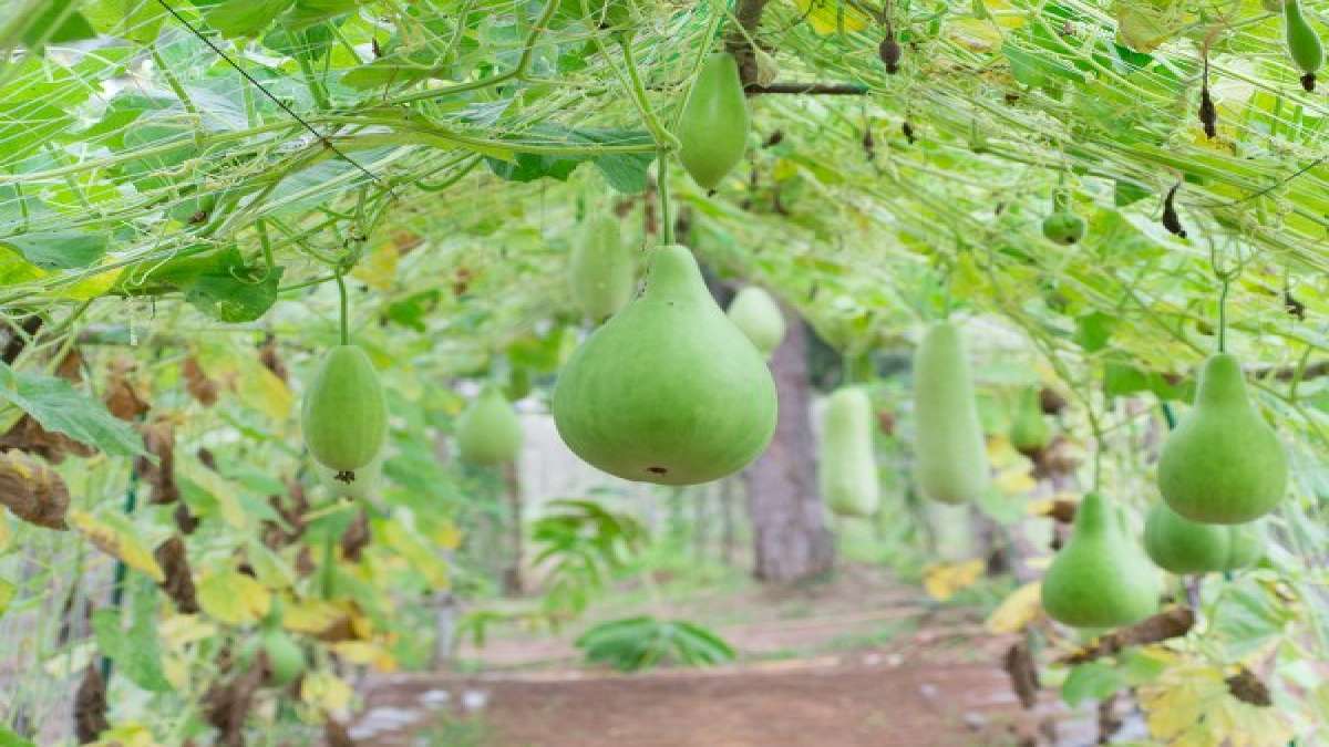 ಮುಖದ ಸೌಂದರ್ಯ ಹೆಚ್ಚಿಸಲು, 'ಸೋರೆಕಾಯಿ' ಪ್ರಯತ್ನಿಸಿ ನೋಡಿ Benefits benefits