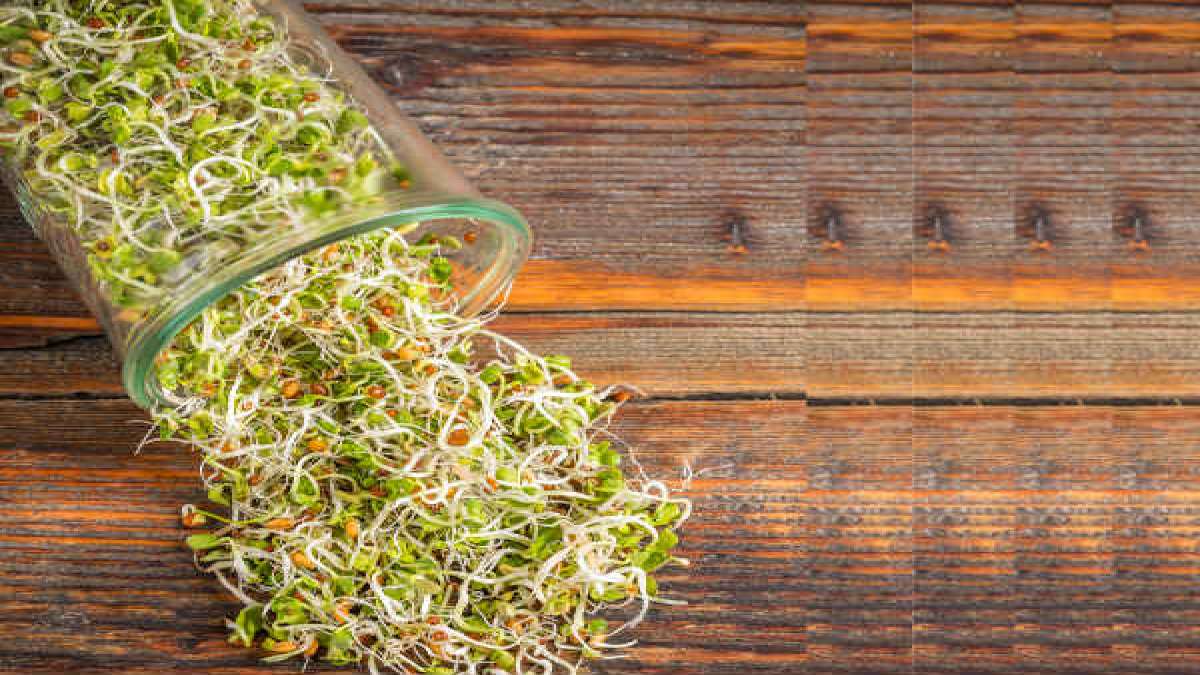 ಮೊಳಕೆಕಾಳುಗಳ ವಿಧಗಳು, ಪೋಷಕಾಂಶಗಳು ಹಾಗೂ ಆರೋಗ್ಯಕಾರಿ ಪ್ರಯೋಜನಗಳು Sprouts