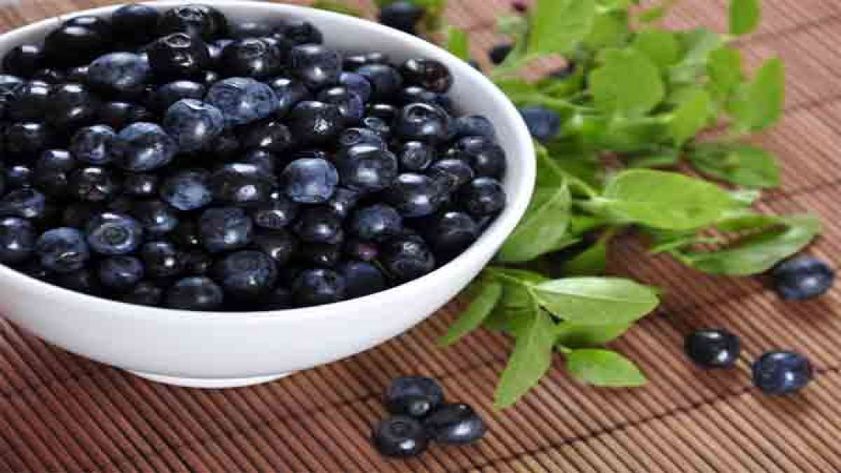 Health Benefits of Blueberries ಬ್ಲೂಬೆರ್ರಿ ಪ್ರತಿದಿನ ತಿಂದರೆ ತೂಕ ಇಳಿಕೆಯ