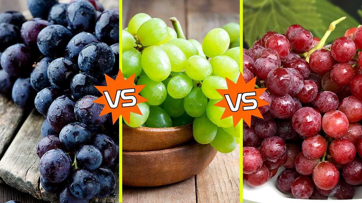 ಕೆಂಪು, ಹಸಿರು, ಕಪ್ಪು ದ್ರಾಕ್ಷಿಗಳಲ್ಲಿ ಯಾವುದು ಹೆಚ್ಚು ಆರೋಗ್ಯಕರ? Black