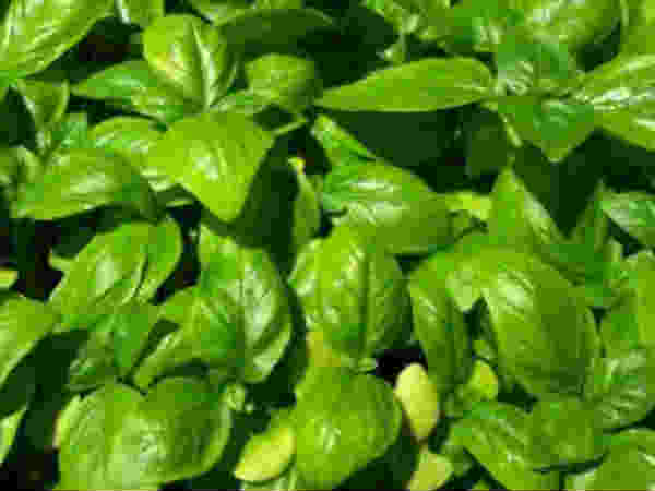 ಜಿನೋವೆಸೆ ತುಳಸಿ