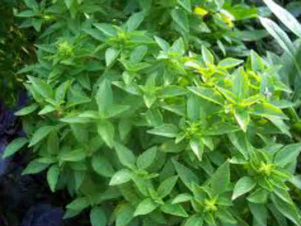 ಗ್ರೀಕ್ ಯಾವನಿ ತುಳಸಿ