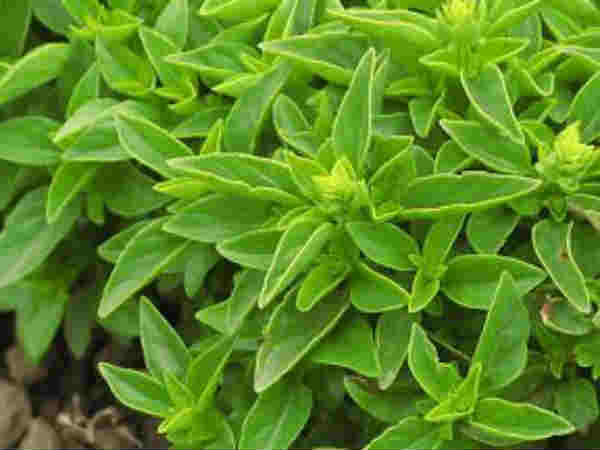 ಫಿನೋ ವರ್ಡೆ