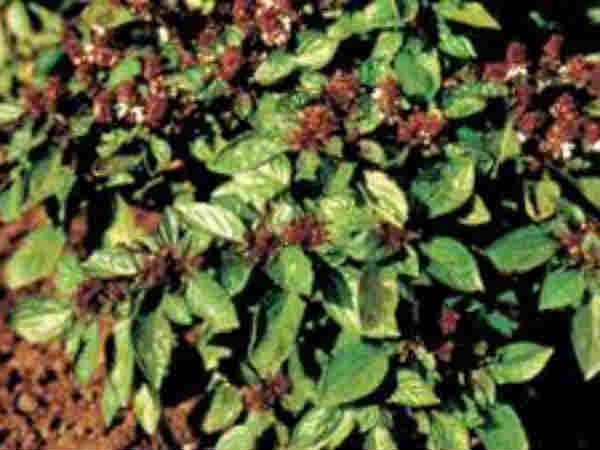 ಮ್ಯಾಜಿಕಲ್ ಮಿಷಲ್