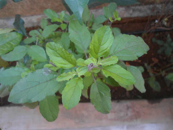 ಕೃಷ್ಣ ತುಳಸಿ