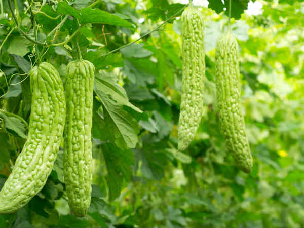 ಹಾಗಾಲಕಾಯಿ