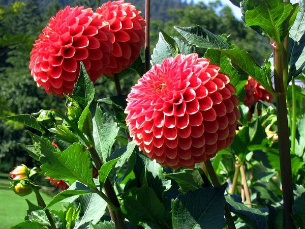 ಡೈಲಿಯಾ