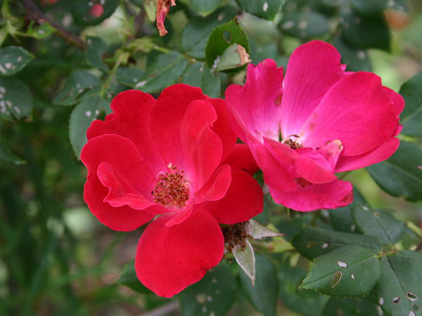 ಚಿಟ್ಟೆ ರೋಸ್