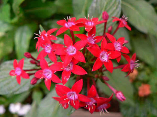 ರೆಡ್ ಫ್ಲವರ್