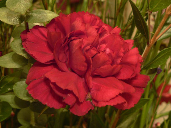 ಕಾರ್ನೇಷನ್