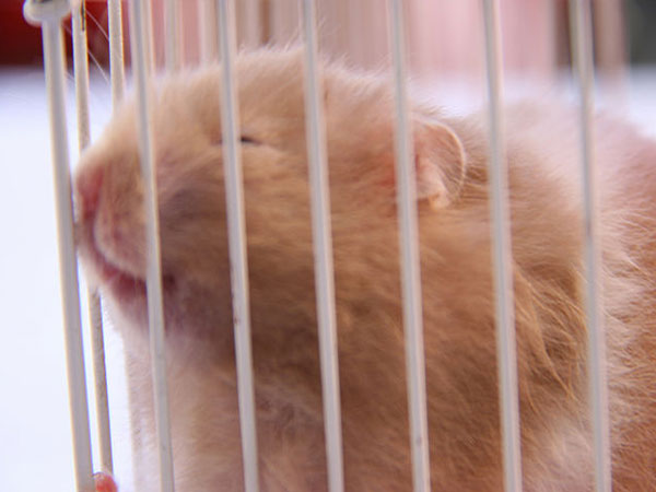 Hamster ಗಳು ಗೂಡಿನ ಕಂಬಿಗಳನ್ನು ಚೀಪುವುದು.