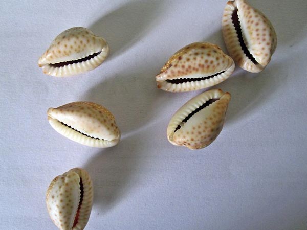 ಕವಡೆ