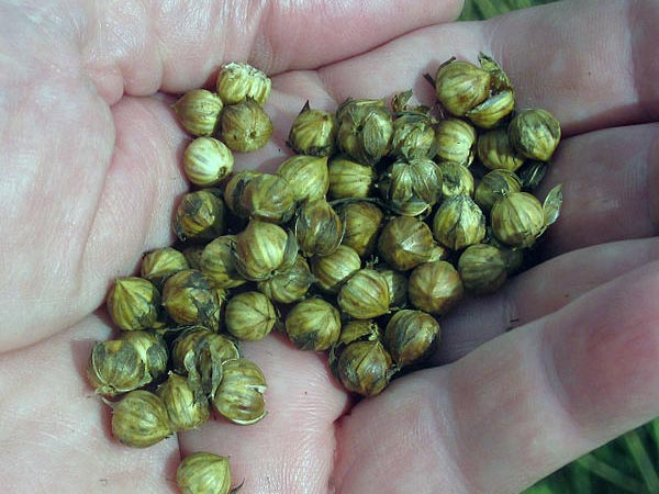 ಅಗಸೆ ಬೀಜ (Flax seeds)