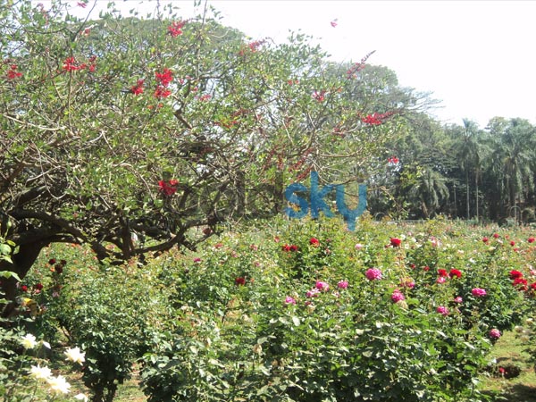 ಖೋಲಿ ಎಲೆಗಳು (Ligustrum vulgare ಅಥವಾ common privet)