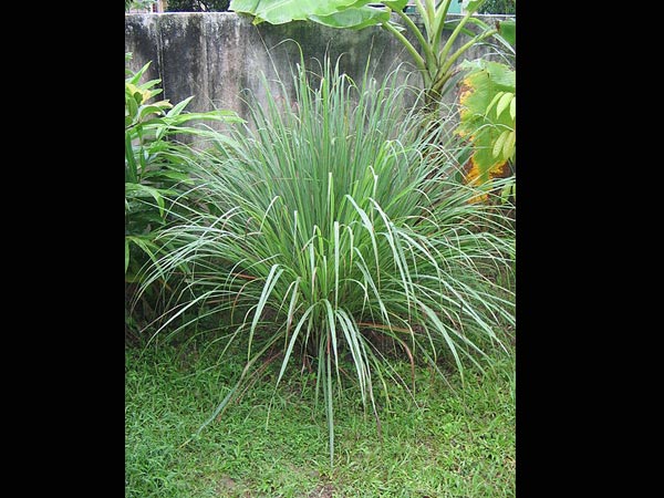 ಸಿಟ್ರೋನೆಲ್ಲ (citronella)ಹುಲ್ಲು