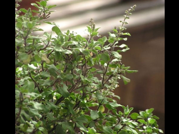 ತುಳಸಿ ಗಿಡ