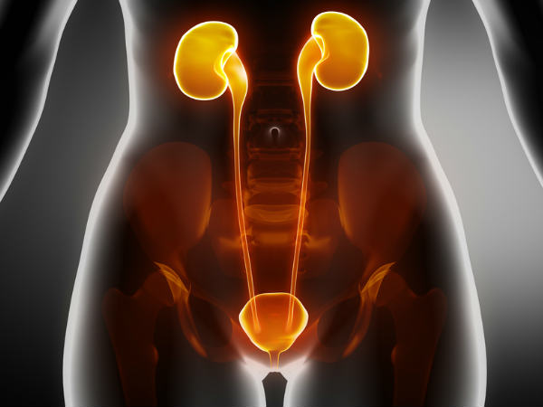 ಮೂತ್ರಪಿಂಡ (kidney) ಮತ್ತು ಮೂತ್ರಕೋಶದ ಆರೋಗ್ಯಕ್ಕೆ