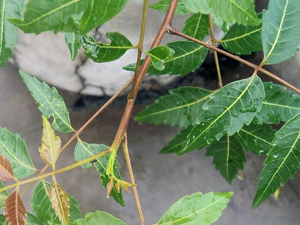 ಬೇವಿನ ಎಲೆಗಳು