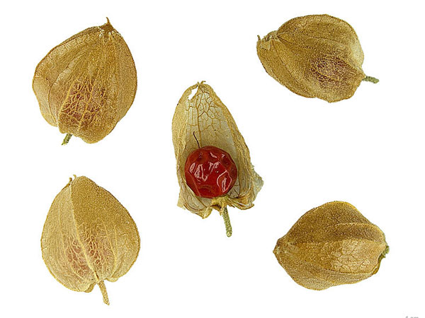 ಅಪ್ರತಿಮ ಕಾಮೋತ್ತೇಜಕವಾಗಿದೆ