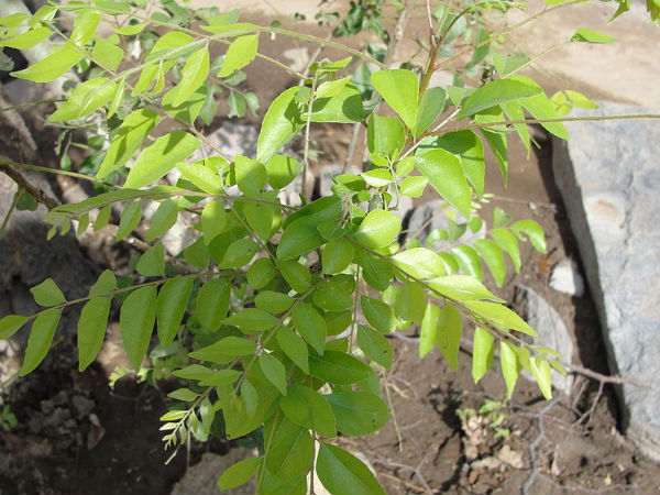 ನಿಮ್ಮ ಆಹಾರಕ್ರಮದಲ್ಲಿ