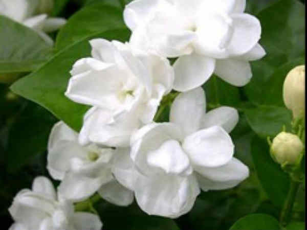 ಮಲ್ಲಿಗೆ
