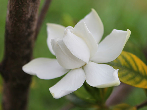 ಗಾರ್ಡೆನಿಯಾ