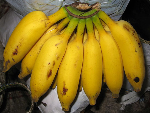 ವಿವಿಧ ರೋಗಗಳಿಗೆ ರಾಮಬಾಣವಾಗಿದೆ