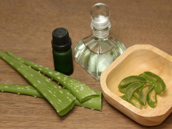ಲೋಳೆಸರ (Aloe Vera)