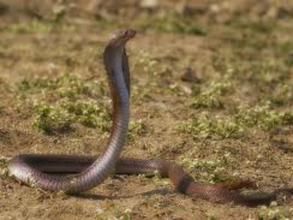 ಹಬ್ಬದ ಹಿಂದಿನ ಕಥೆ