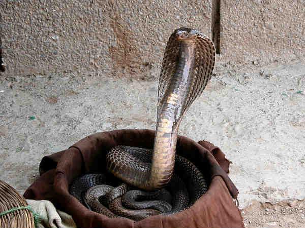 ವಿವಿಧ ರಾಜ್ಯಗಳಲ್ಲಿ ಆಚರಣೆ