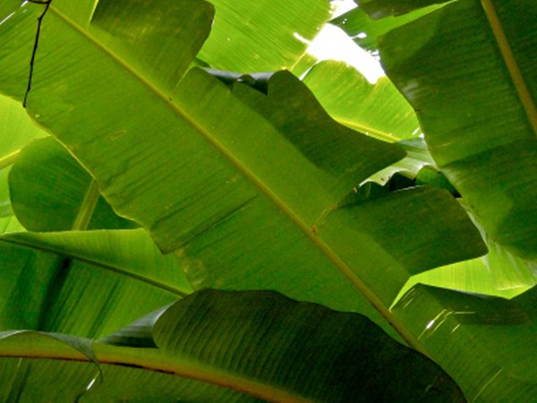 ಪರಿಸರ ಸ್ನೇಹಿಯಾಗಿದೆ