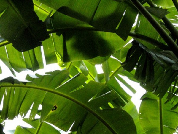 ಅತಿ ನಿರ್ಮಲರೂಪದಲ್ಲಿ ಲಭ್ಯವಿದೆ