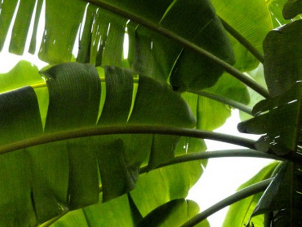 ರಾಸಾಯನಿಕ ರಹಿತವಾಗಿದೆ
