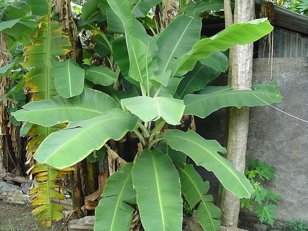 ಸುಟ್ಟಗಾಯವೇ, ಕೂಡಲೇ ಬಾಳೆಲೆ ಸುತ್ತಿ