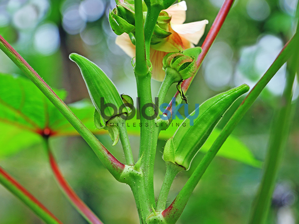 ಸಲಹೆ: