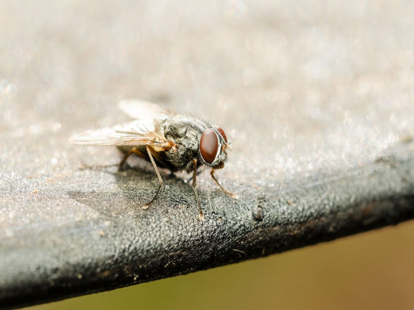 ಸೊಳ್ಳೆಗಳು