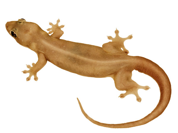 ಹಲ್ಲಿ
