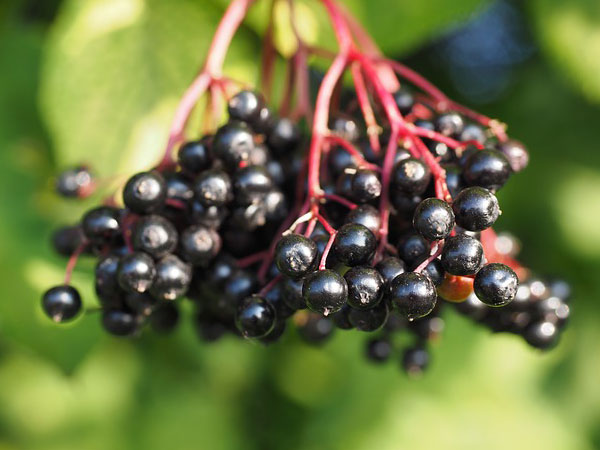 ಕಾಕಿಹಣ್ಣು (Elderberries)