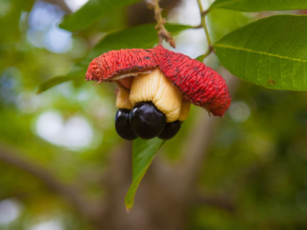 ಜಮೈಕಾದ ಅಕೀ ಹಣ್ಣು