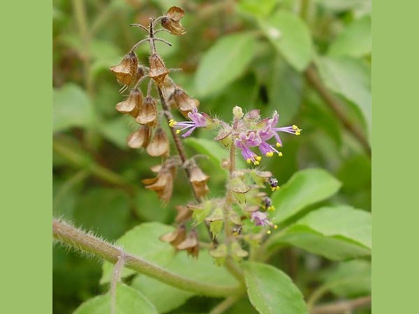ಬಾಯಿ ದುರ್ವಾಸನೆಗೆ