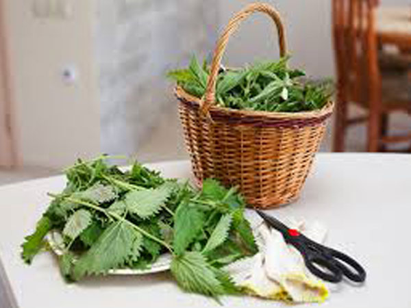 ತುರಿಕೆ ಸೊಪ್ಪು (Nettle)